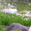 菖蒲と日本庭園の池