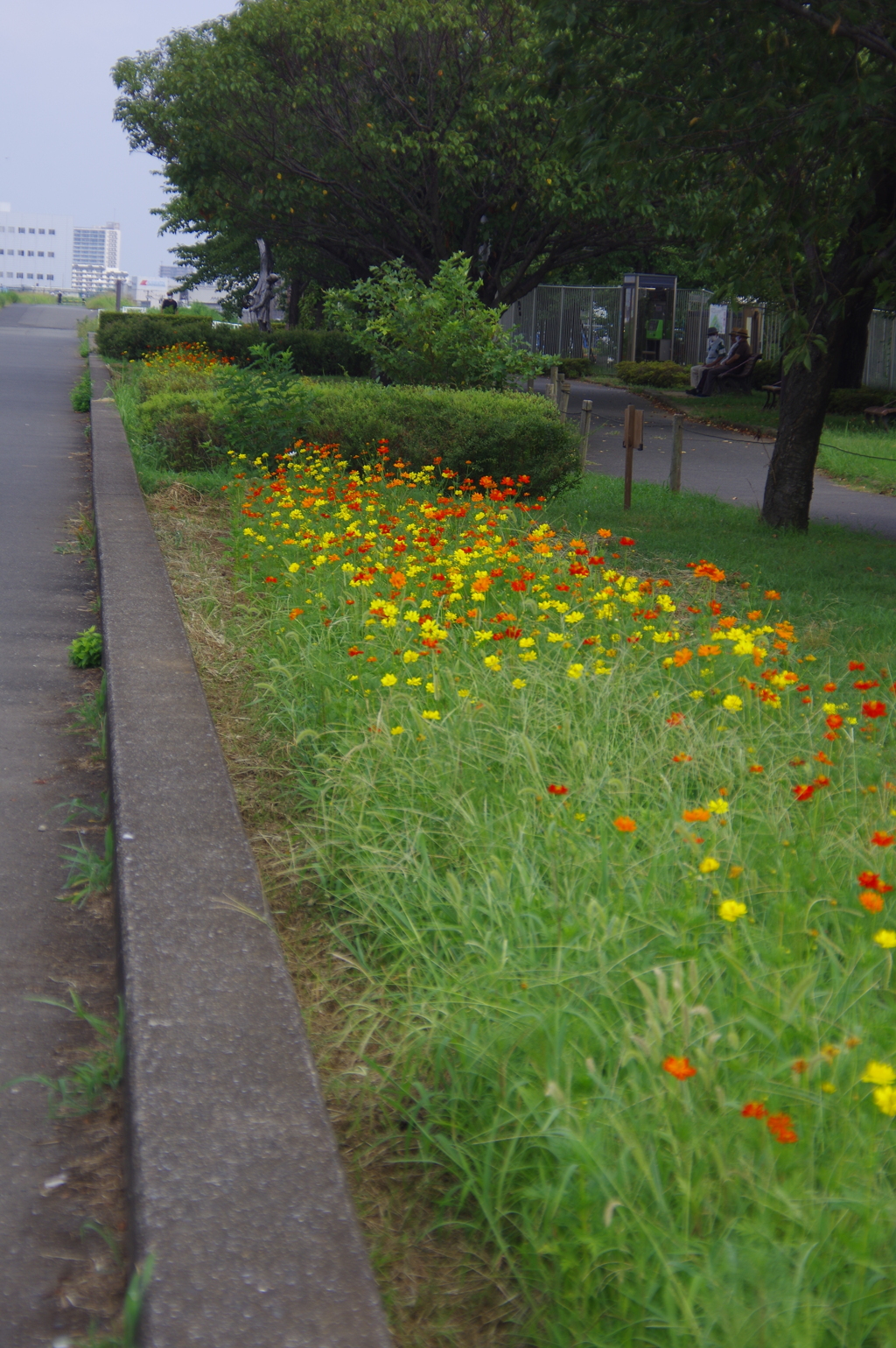 花壇の花々