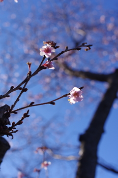 十月桜　２