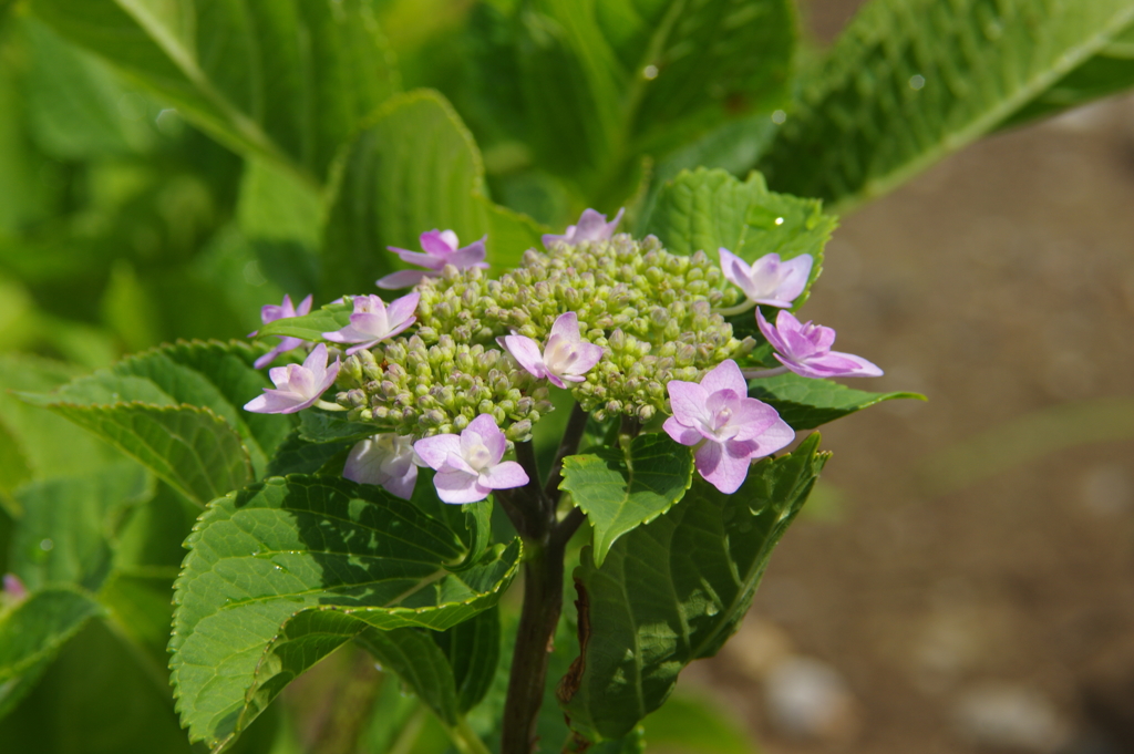 紫陽花