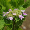 紫陽花