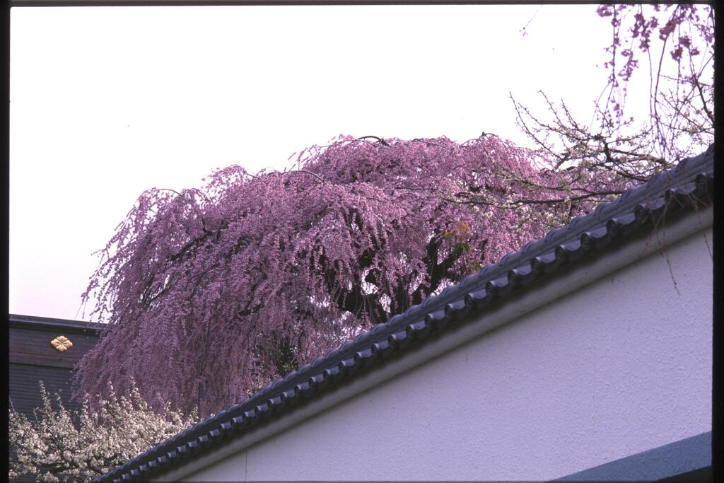 桜と塀