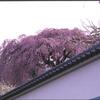 桜と塀