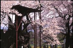 山高神代桜