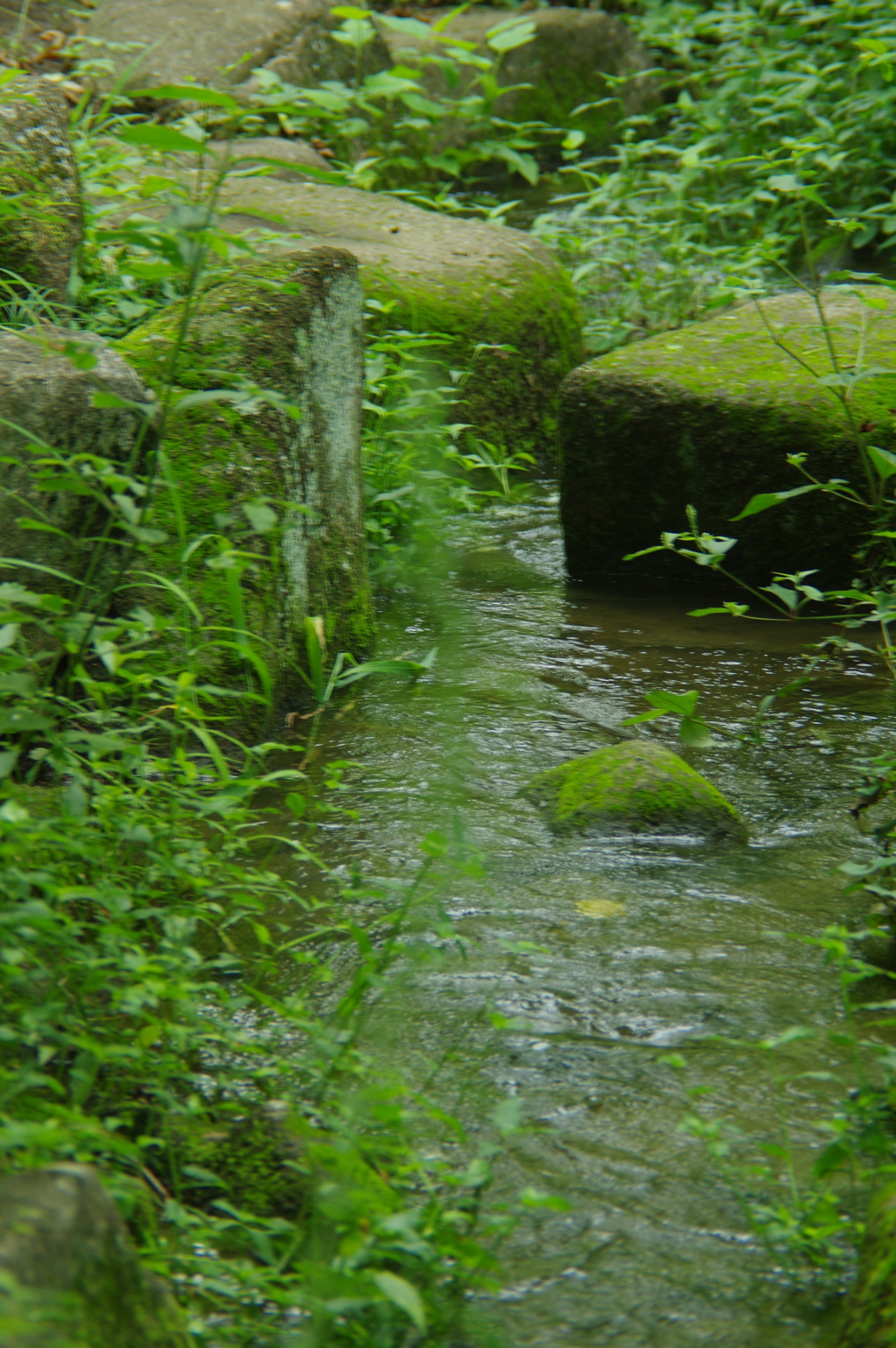 公園の小川
