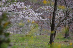 桜のある森