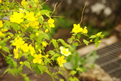 山吹