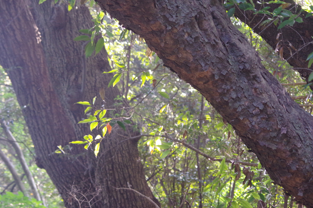 自然教育園で気が付いた草木　２