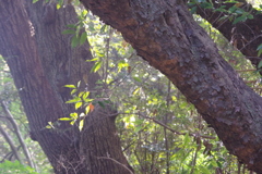 自然教育園で気が付いた草木　２