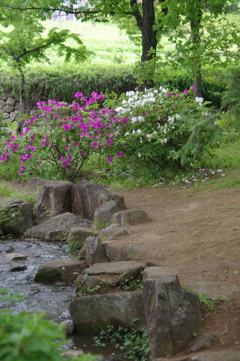 小川とつつじ