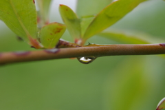 雫