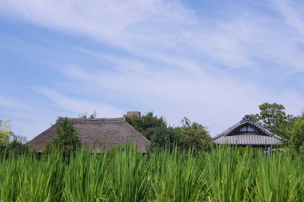 里山風