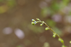 春の草花　４