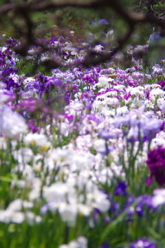 菖蒲　６