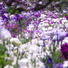 菖蒲　６