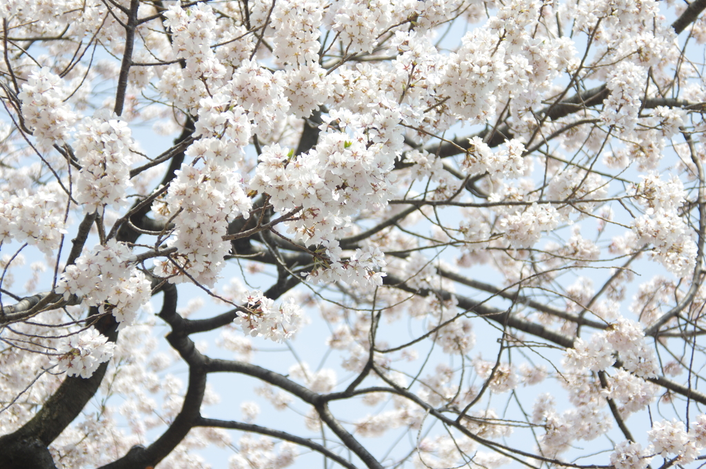 さくら（江戸彼岸桜）