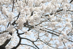 さくら（江戸彼岸桜）