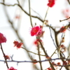 紅梅