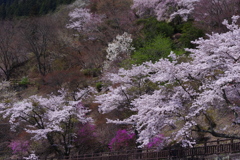奥多摩の春