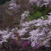 奥多摩の春