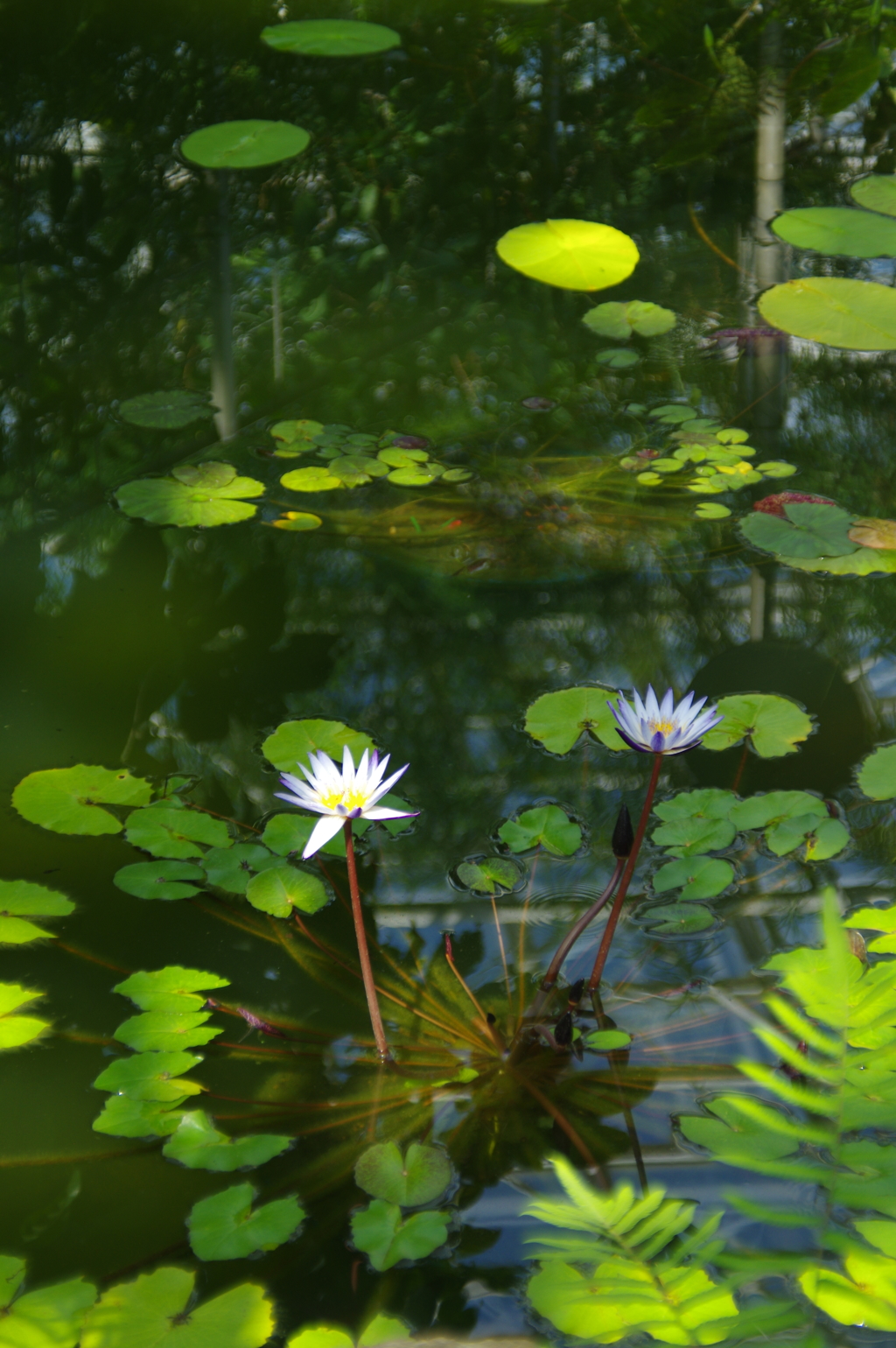 温室の池