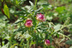 蕾か花もわからず、ただ撮る