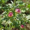 蕾か花もわからず、ただ撮る