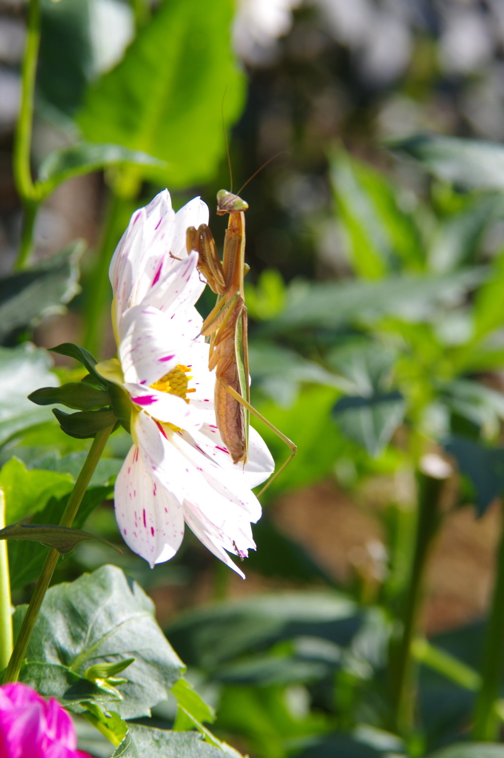 カマキリとダリア