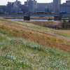 荒川土手からの風景　２