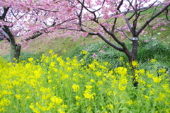 河津桜と菜の花