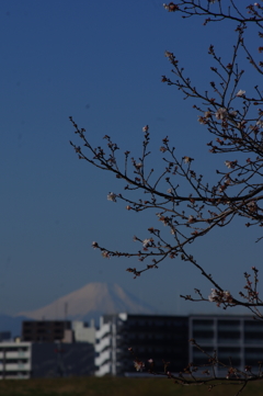 冬桜と富士山
