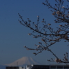 冬桜と富士山
