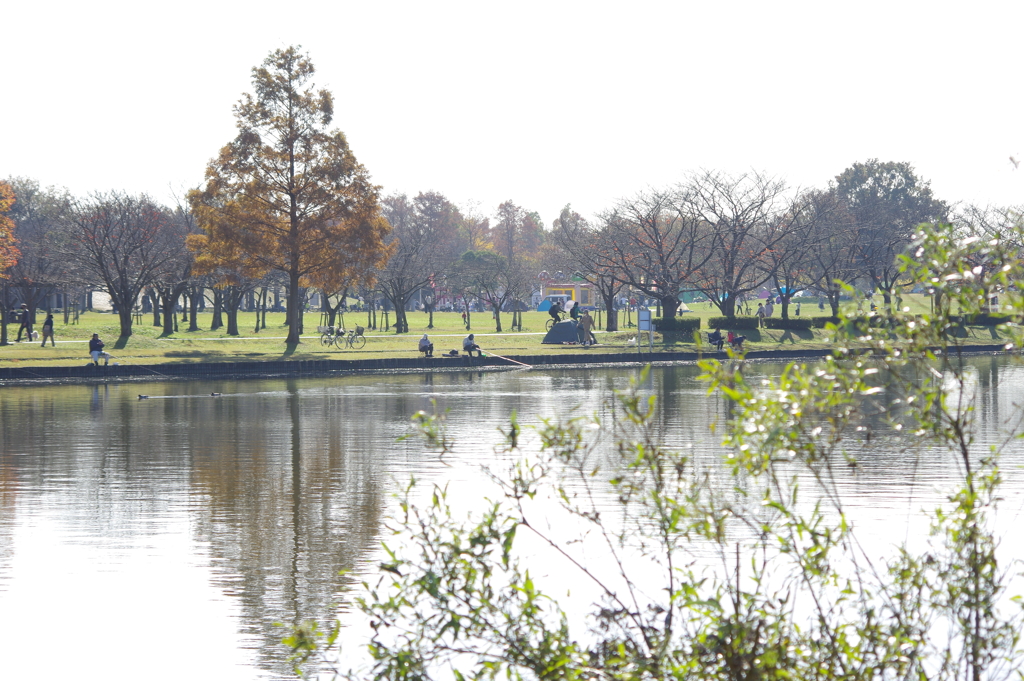 水元公園の対岸風景