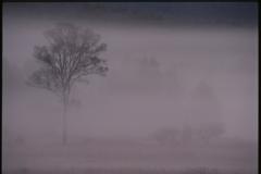 霧につつまれて