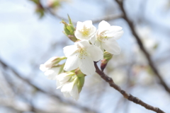 春のさわやかさ
