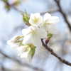 春のさわやかさ