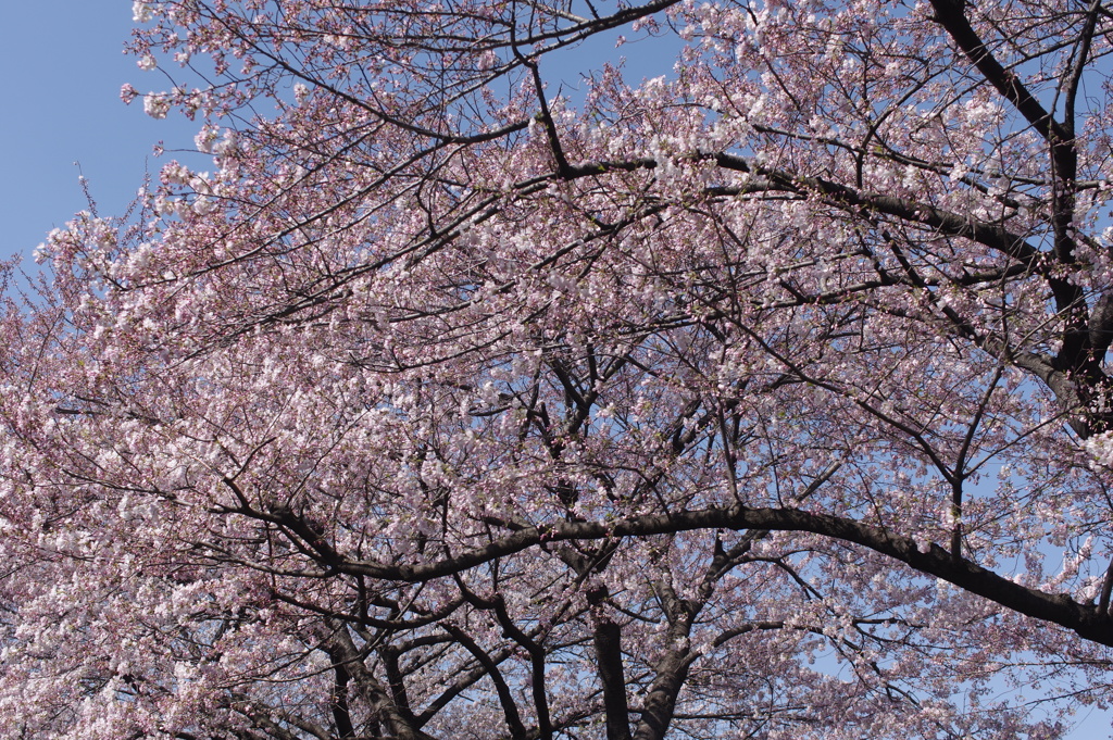 淡いピンクの桜