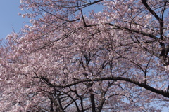 淡いピンクの桜