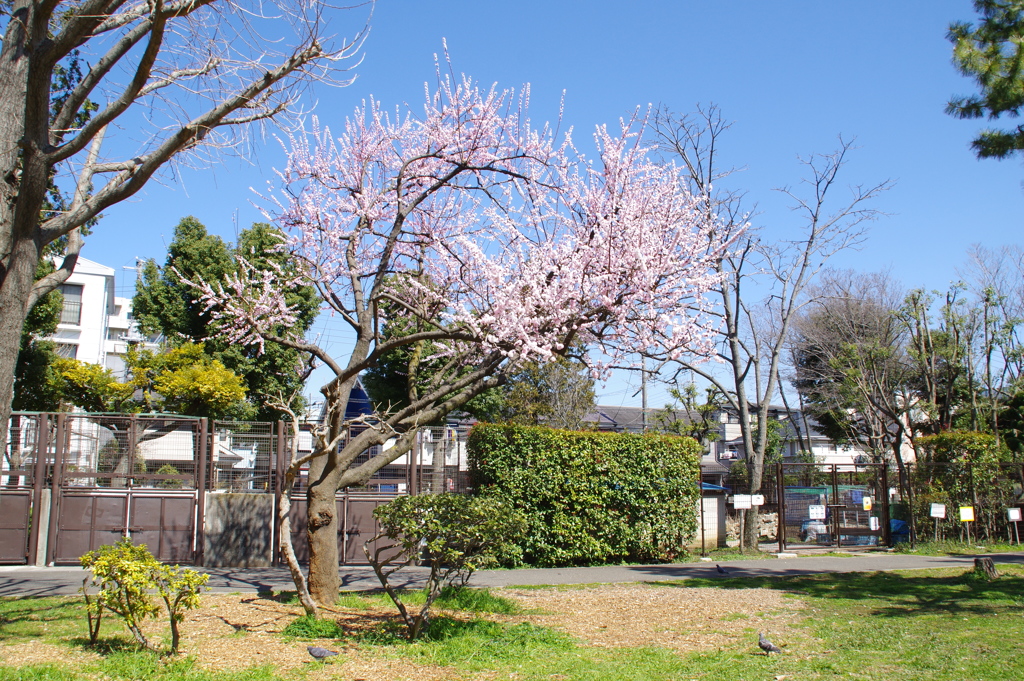 広場のはしにあった1本の梅