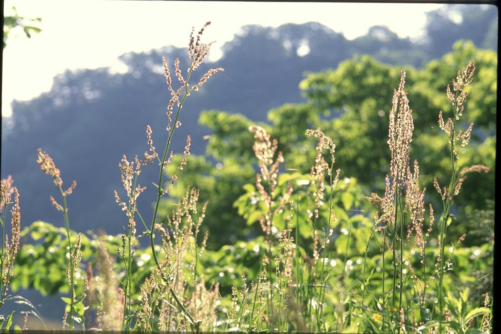 野の草