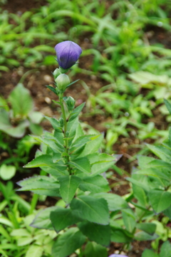 キキョウ（バルーンフラワー）の蕾