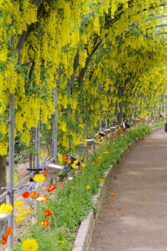 黄色藤の花のトンネル
