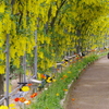 黄色藤の花のトンネル