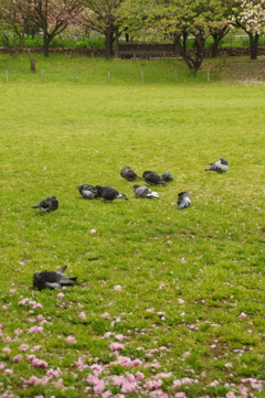 雨を好む鳩
