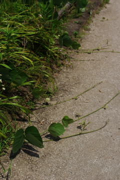 暑いのに