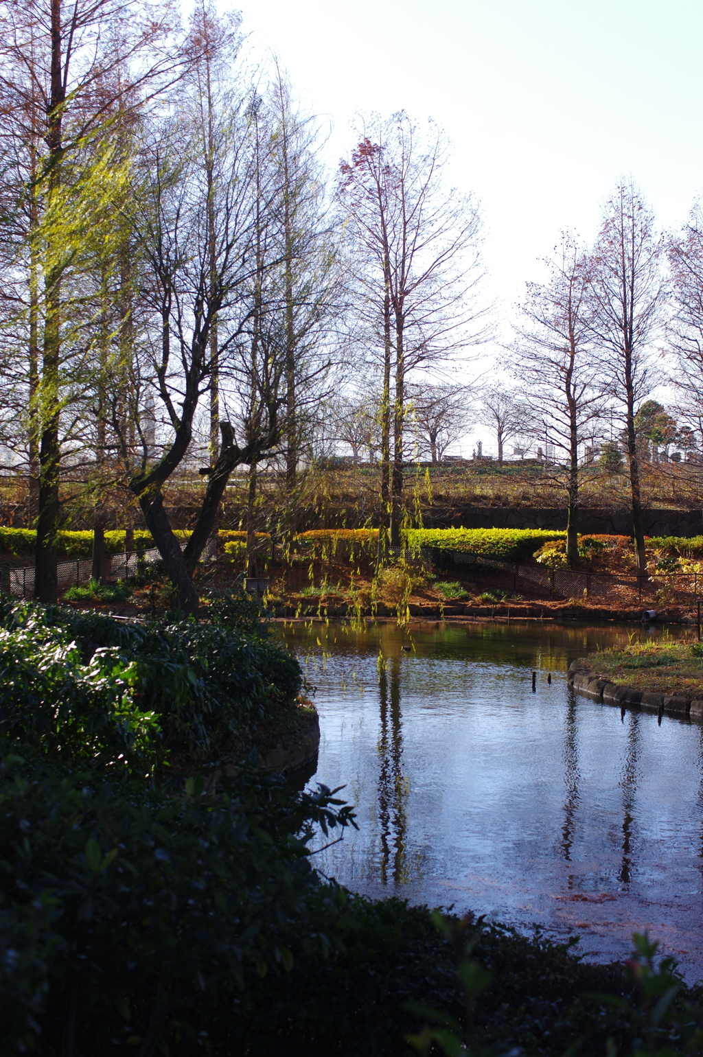 公園の風景