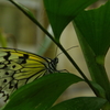 温室の蝶　５