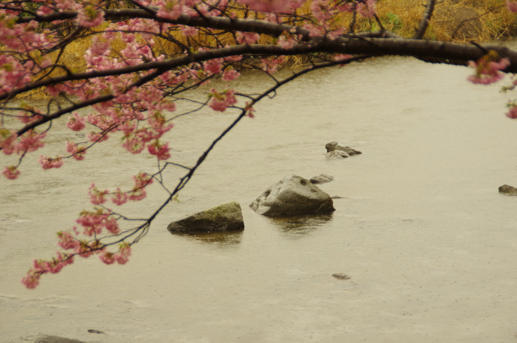 河津桜と川の石