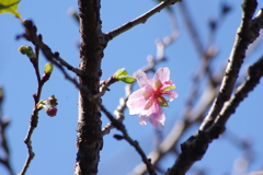 十月桜（癒し）