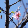 十月桜（癒し）